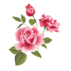 Rose Otto Essential oil